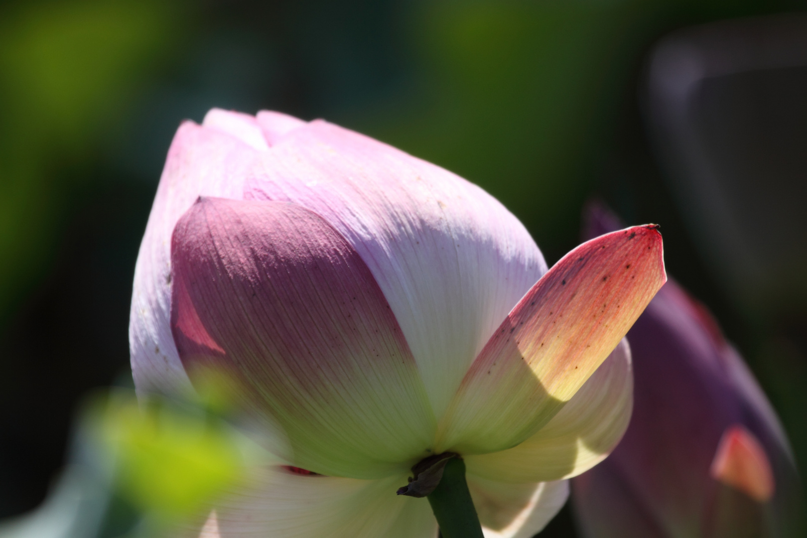 Bennwihr, Parc de Schoppenwihr, nördl. Weiher, Lotusblüte