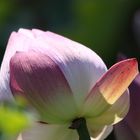 Bennwihr, Parc de Schoppenwihr, nördl. Weiher, Lotusblüte