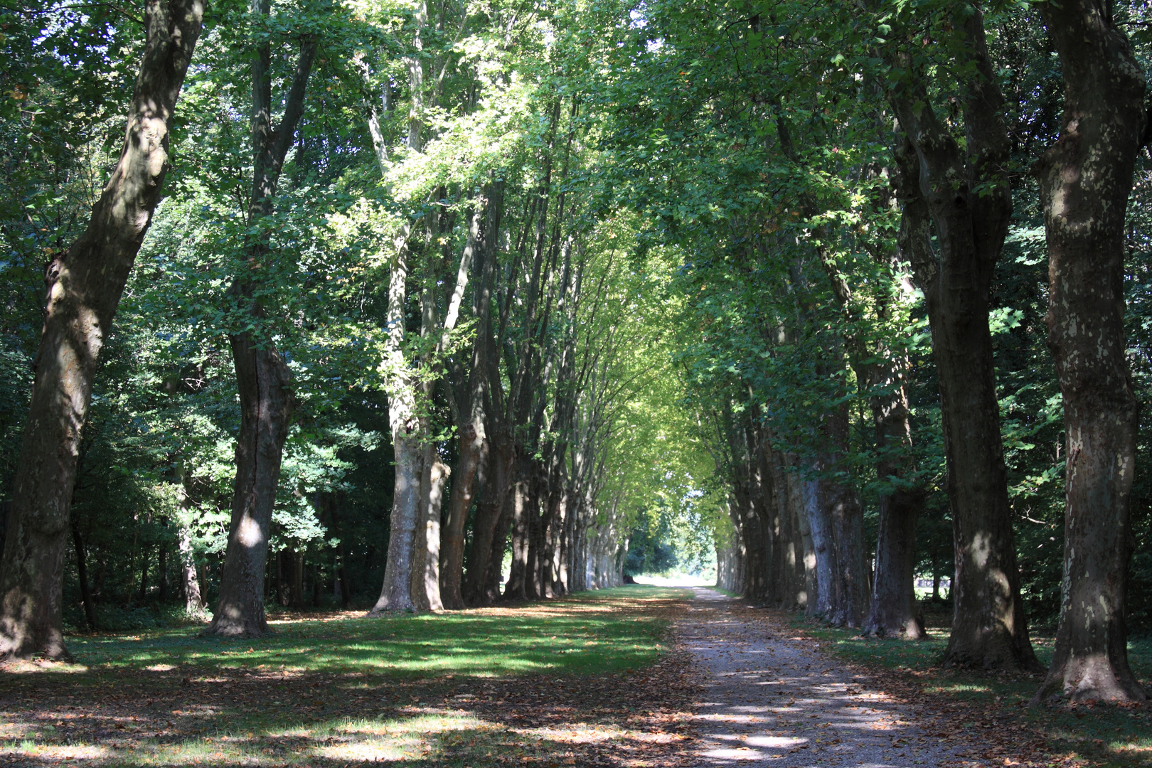 Bennwihr - Parc du Schoppenwihr - Platanenallee