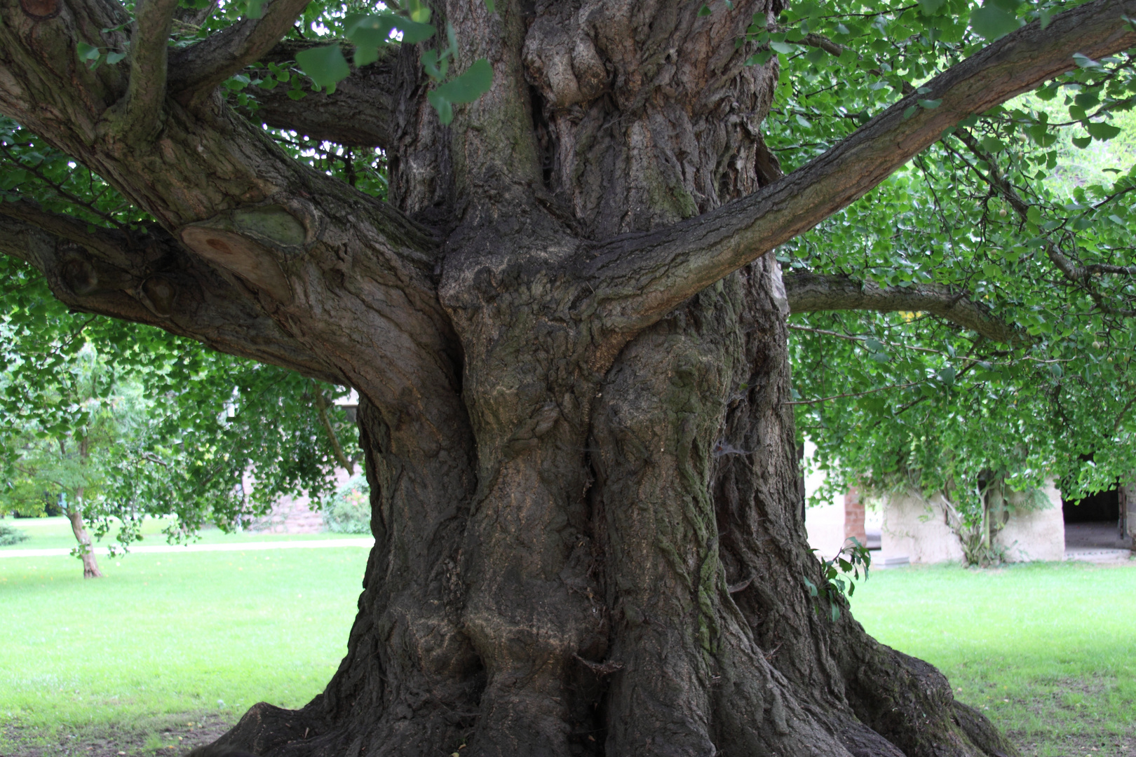 Bennwihr, Park de Schoppenwihr, Ginkgo Biloba, weiblich