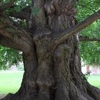 Bennwihr, Park de Schoppenwihr, Ginkgo Biloba, weiblich