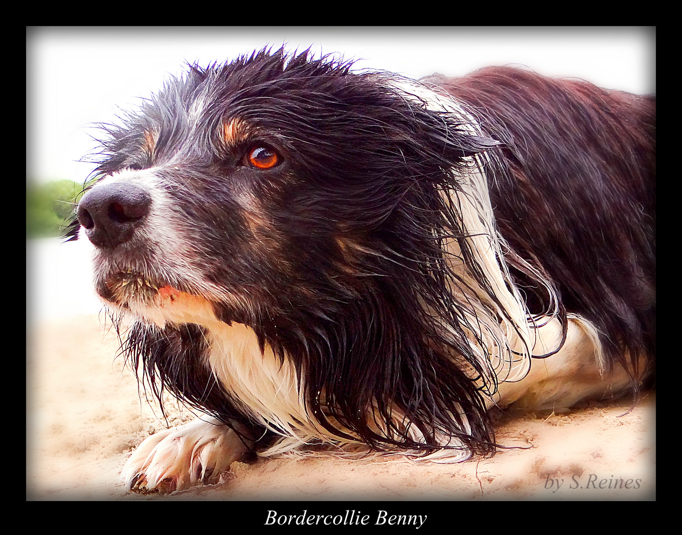 Benny am Hundestrand