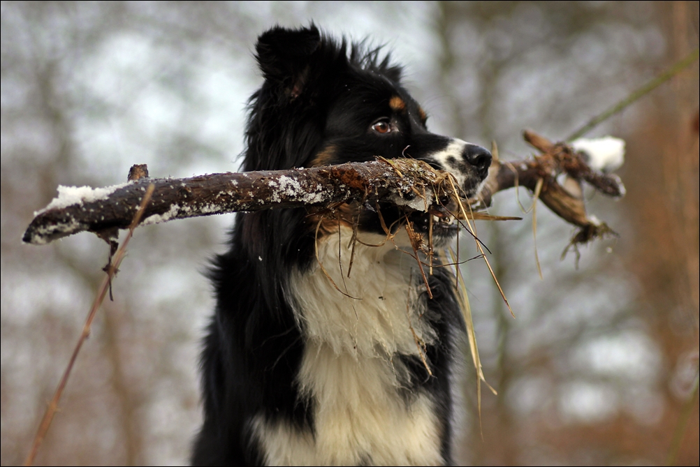 Benny bringt ...