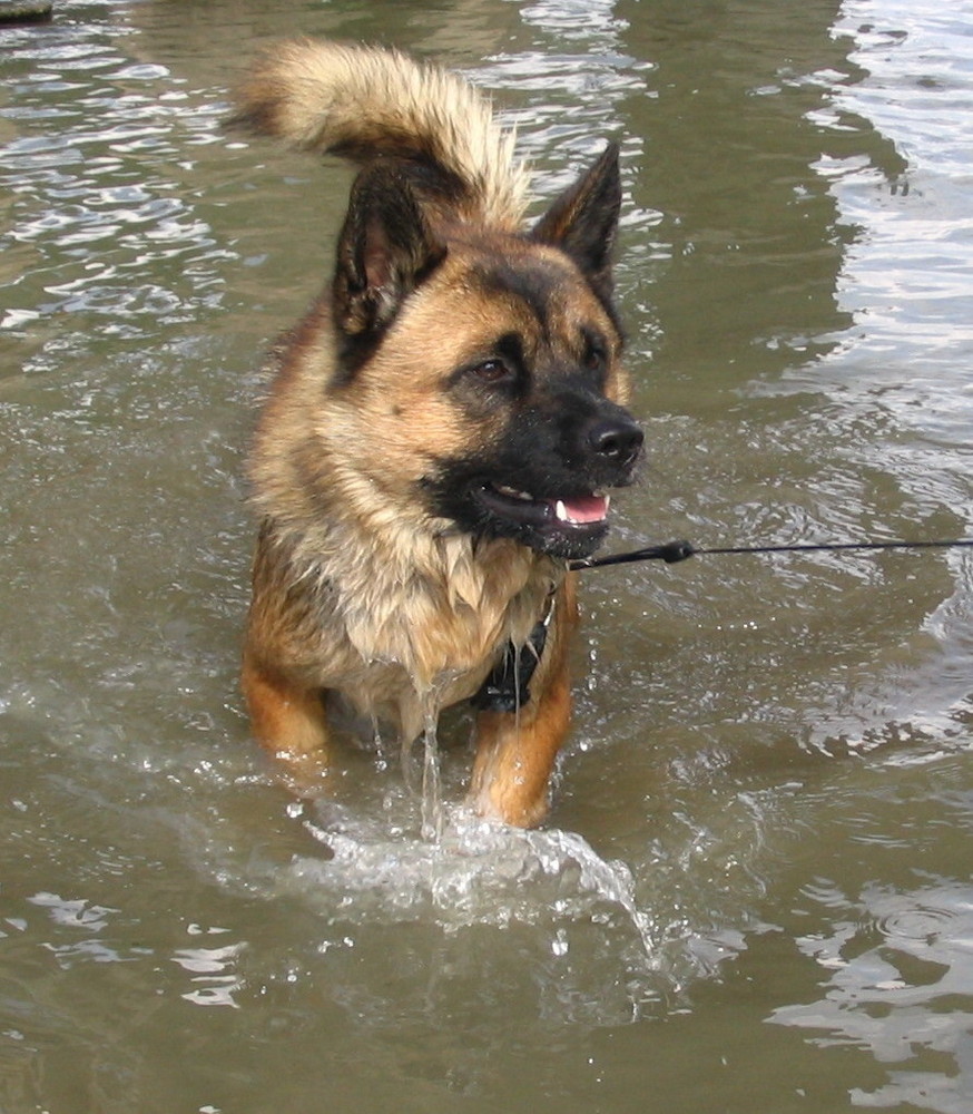 Benny , ein Eurasier