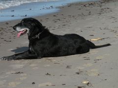 Benny erholt sich nach erfolgreichem "Stöckchenholen" aus dem Meer.