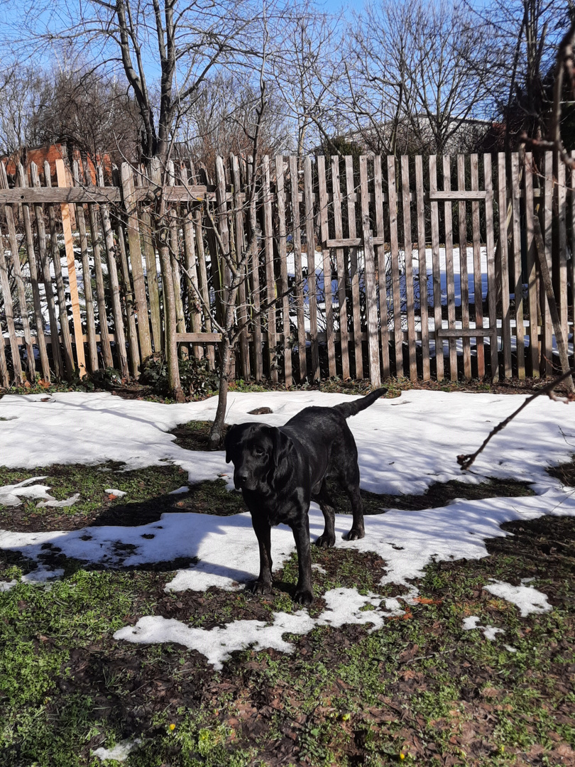 Benny im Schnee