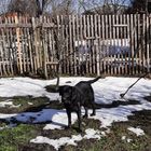 Benny im Schnee