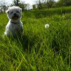 Benny liebt Gras