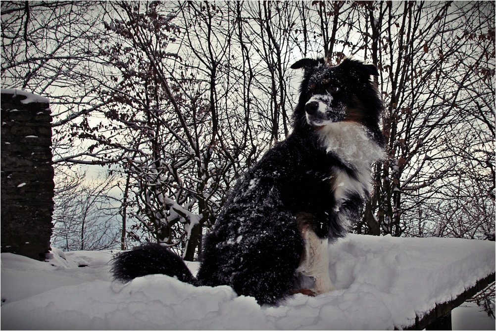 Benny liebt Schnee!