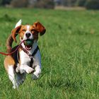 Benny mit Ball