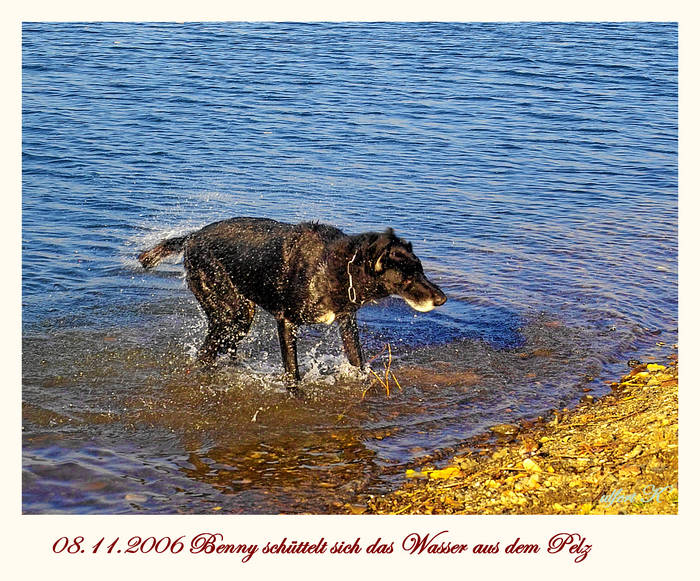 Benny schüttelt sich das Wasser aus dem Pelz