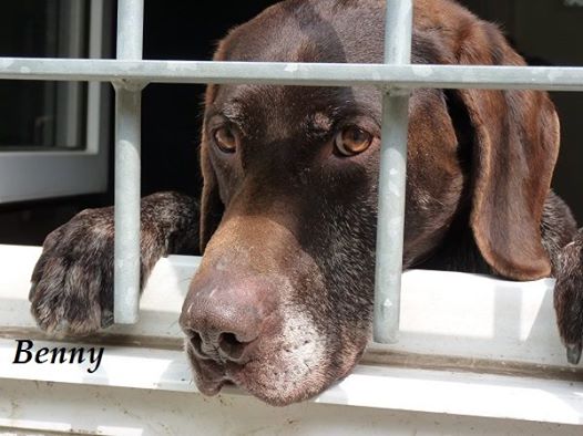 Benny sitzt seit 2 Jahren im Tierheim