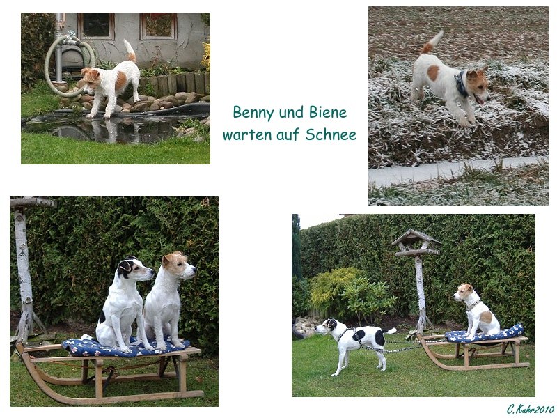 Benny und Biene warten auf Schnee