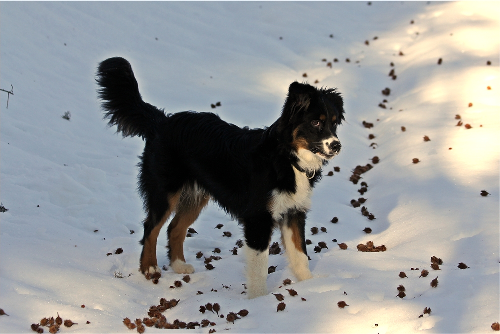 Benny und die Bucheckern