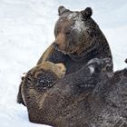 Benny und Luna tollen im Schnee 1