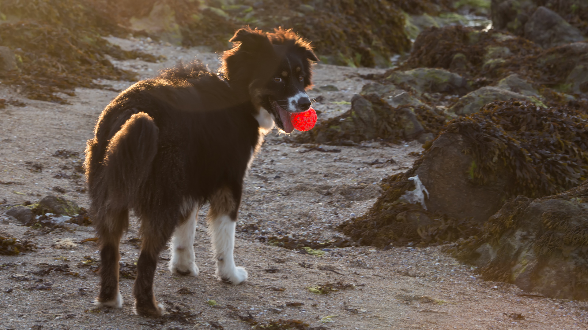 Benny und sein Ball