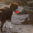 Benny und sein Ball