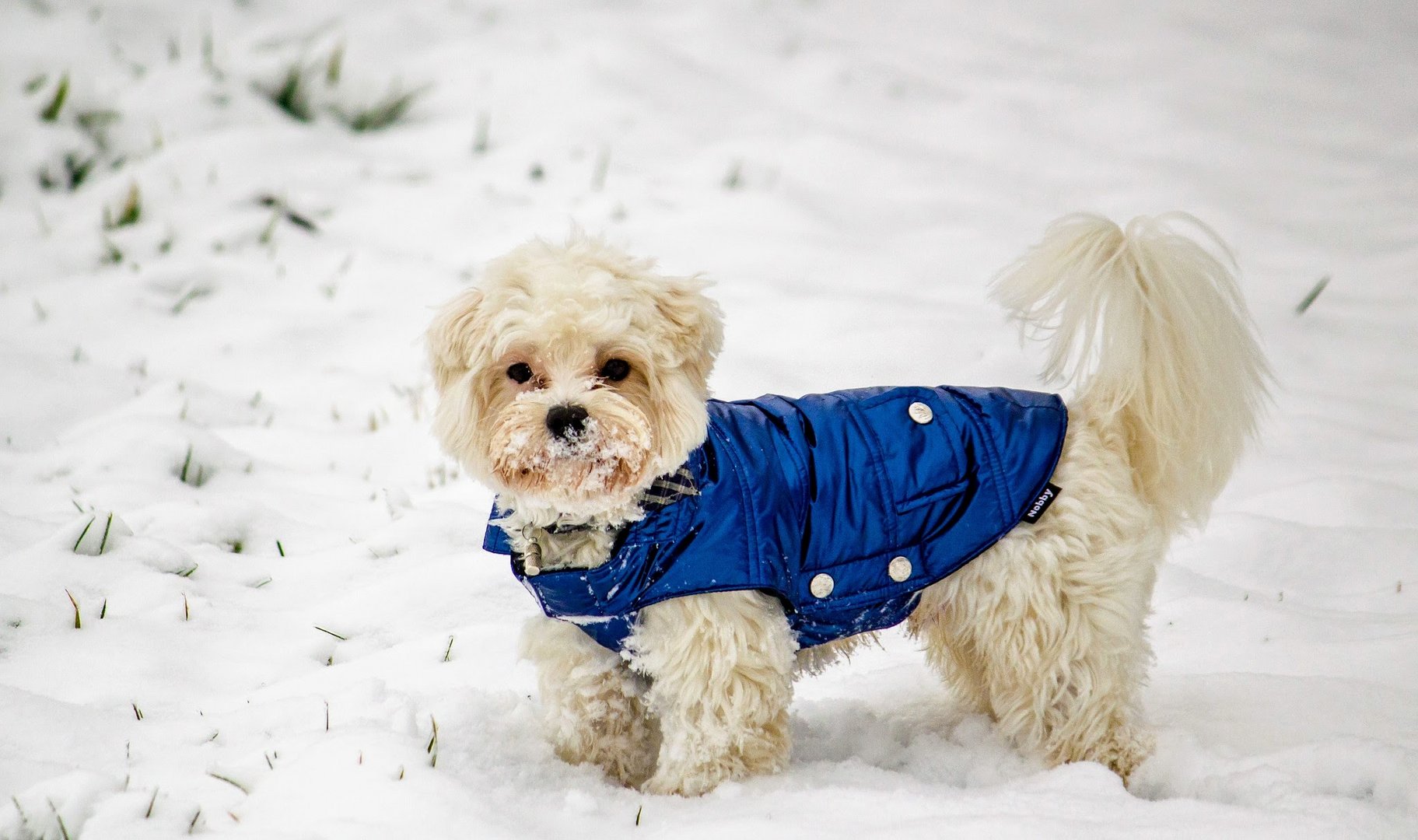 Benny vermisst den Schnee