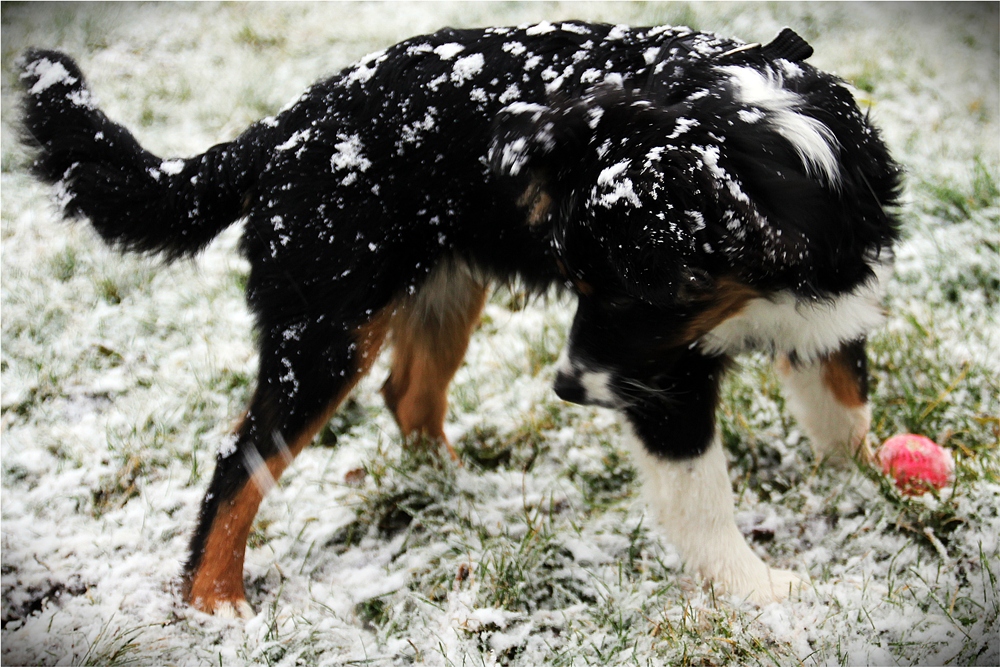 Bennys erster Schnee