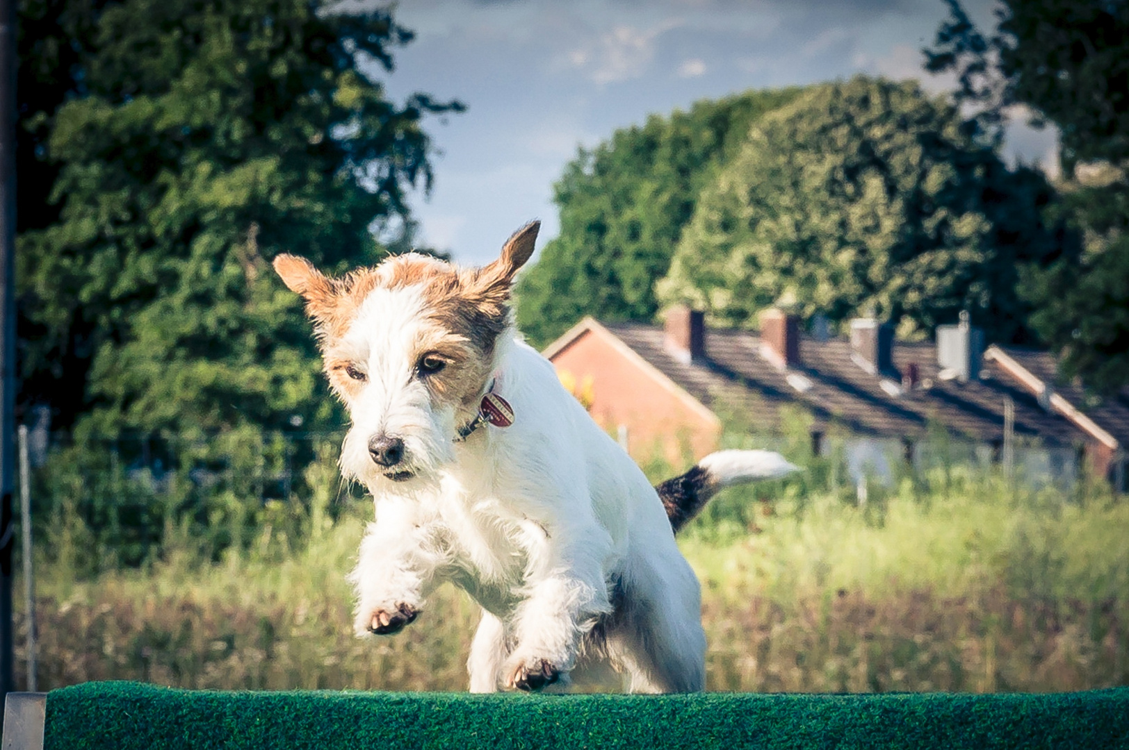 Bente, flying Dog