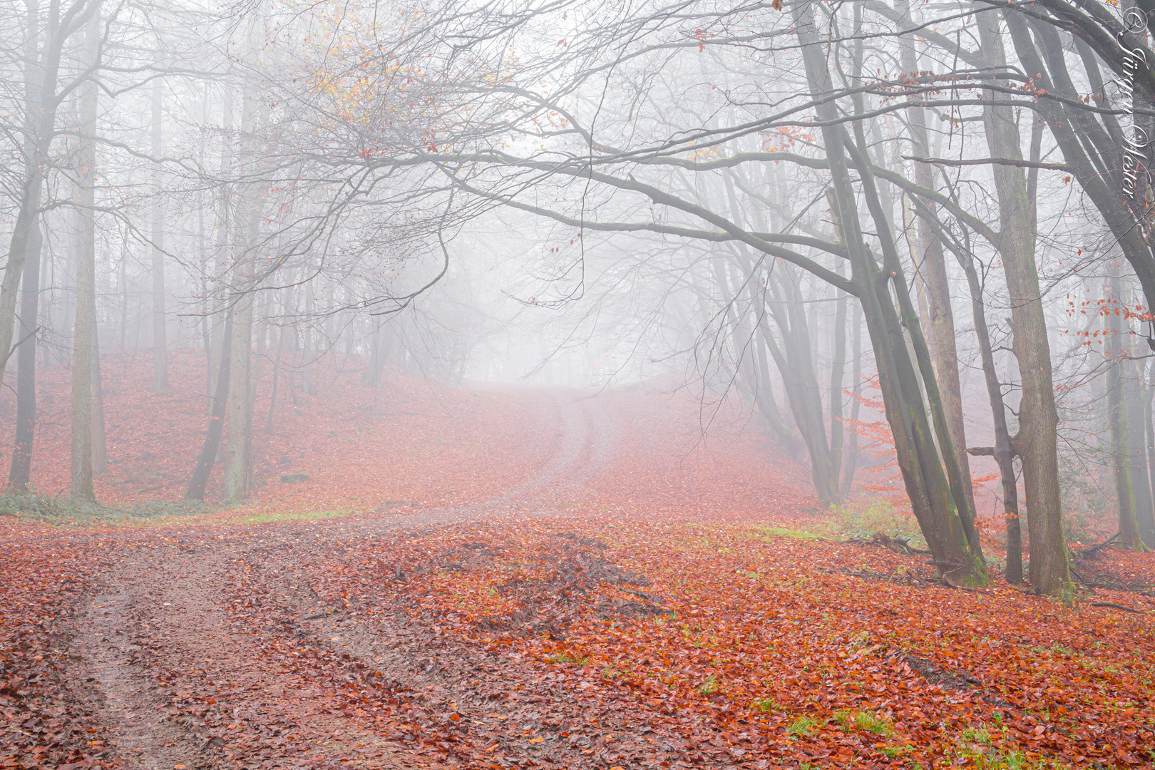 Bentheimer Bergwald im Nebel