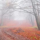 Bentheimer Bergwald im Nebel