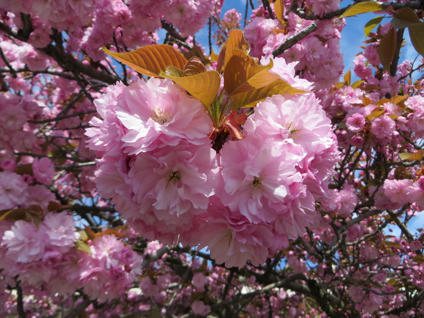 Bentornata Primavera