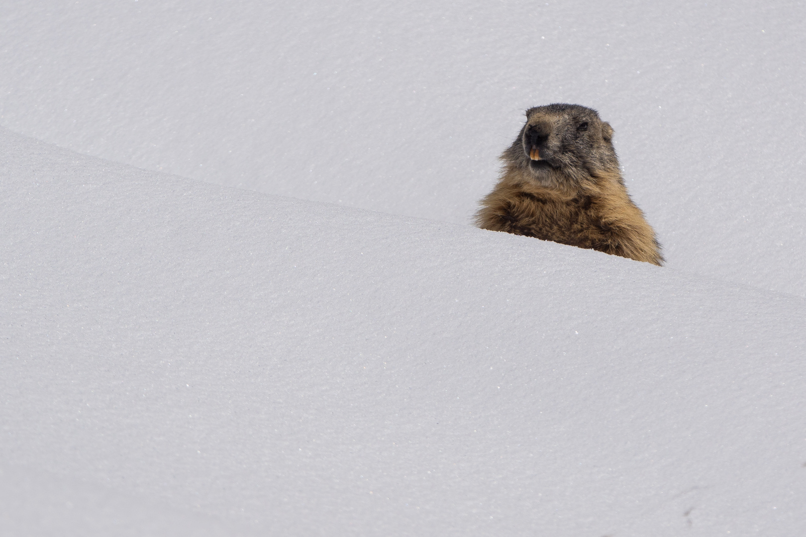 Bentornate marmotte !!