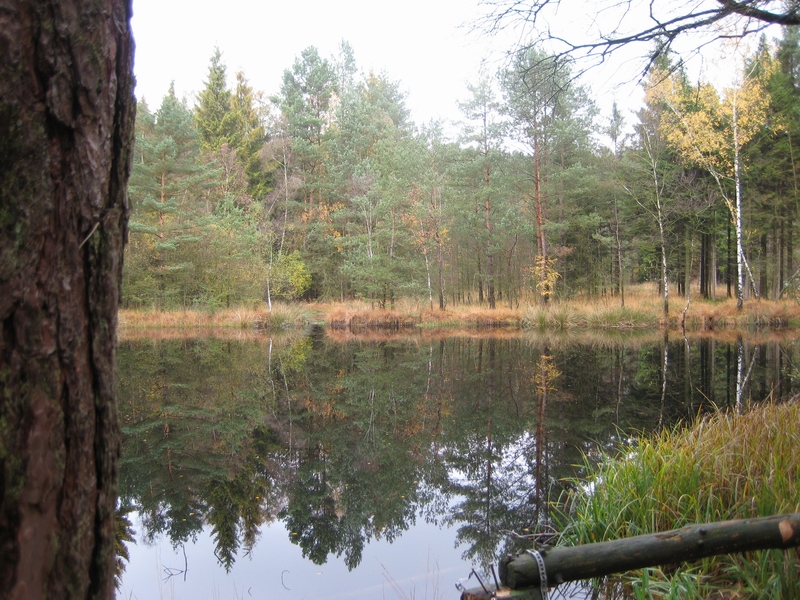 Bentteiche im Furlbachtal