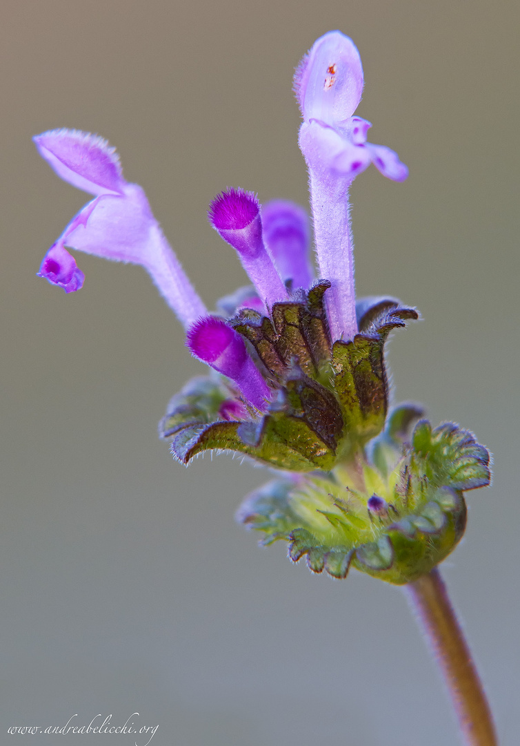 Benvenuta Primavera