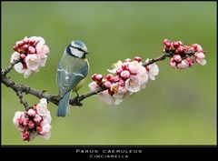 Benvenuta primavera...