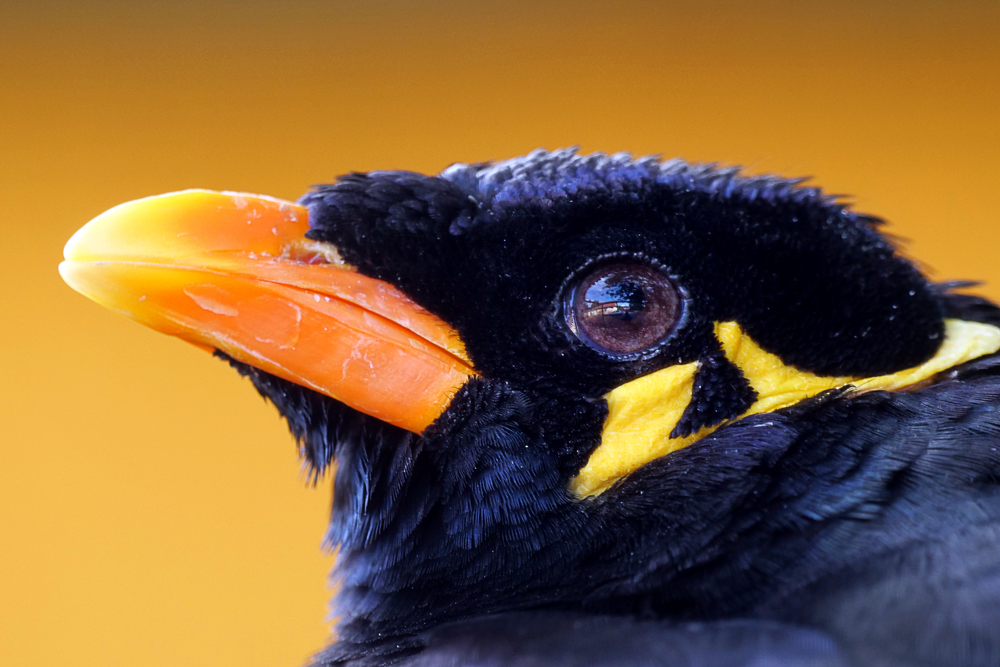BEO Foto & Bild | tiere, zoo, wildpark & falknerei, natur Bilder auf