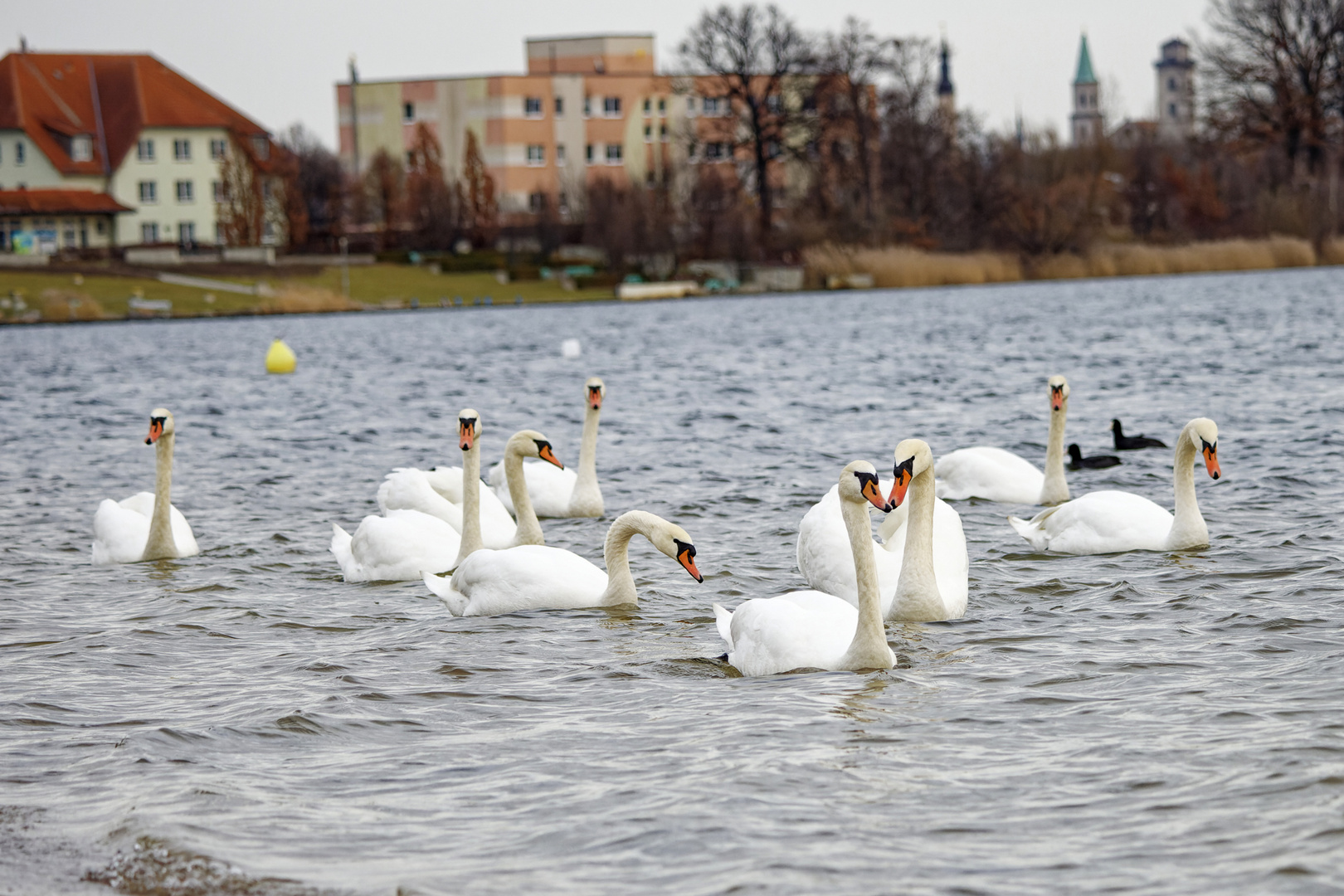 beo _GOL7776Höckerschwan