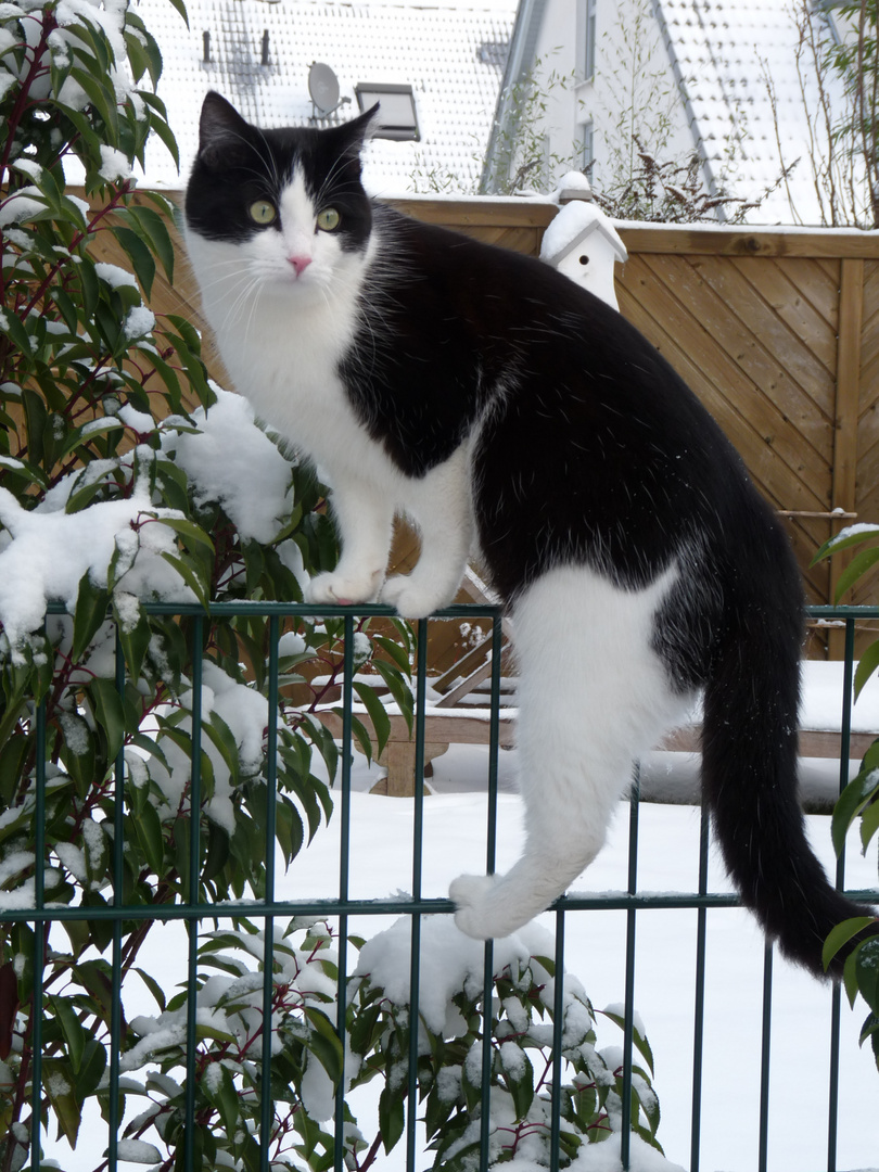 Beobachten im Schnee