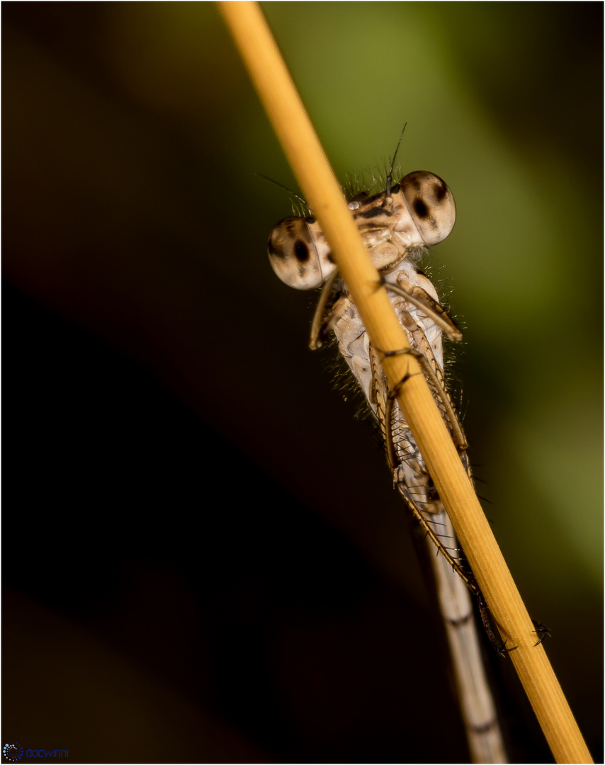 Beobachtende Augen