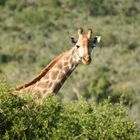 Beobachtende Giraffe