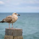 Beobachter am Strand