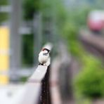 Beobachter des regionalen Zugverkehrs