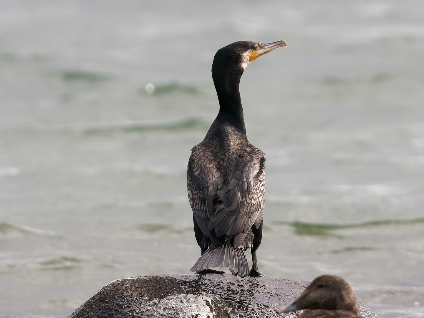 Beobachter- Kormoran 