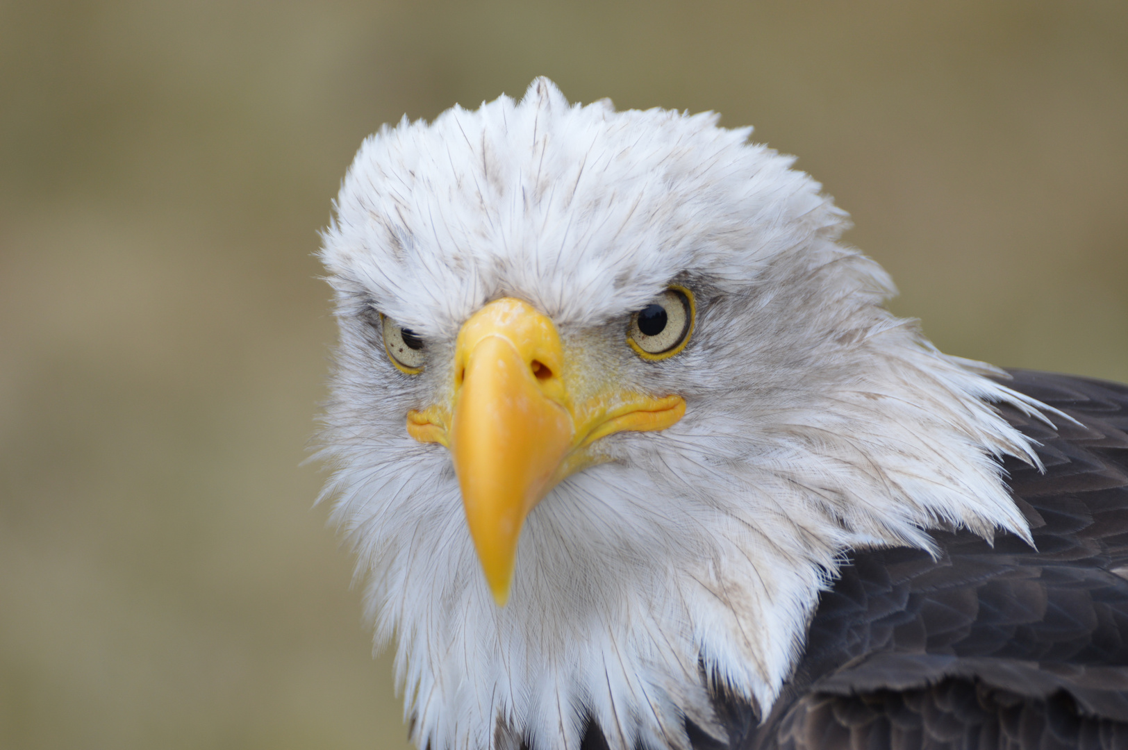 Beobachtet vom Weißkopfseeadler