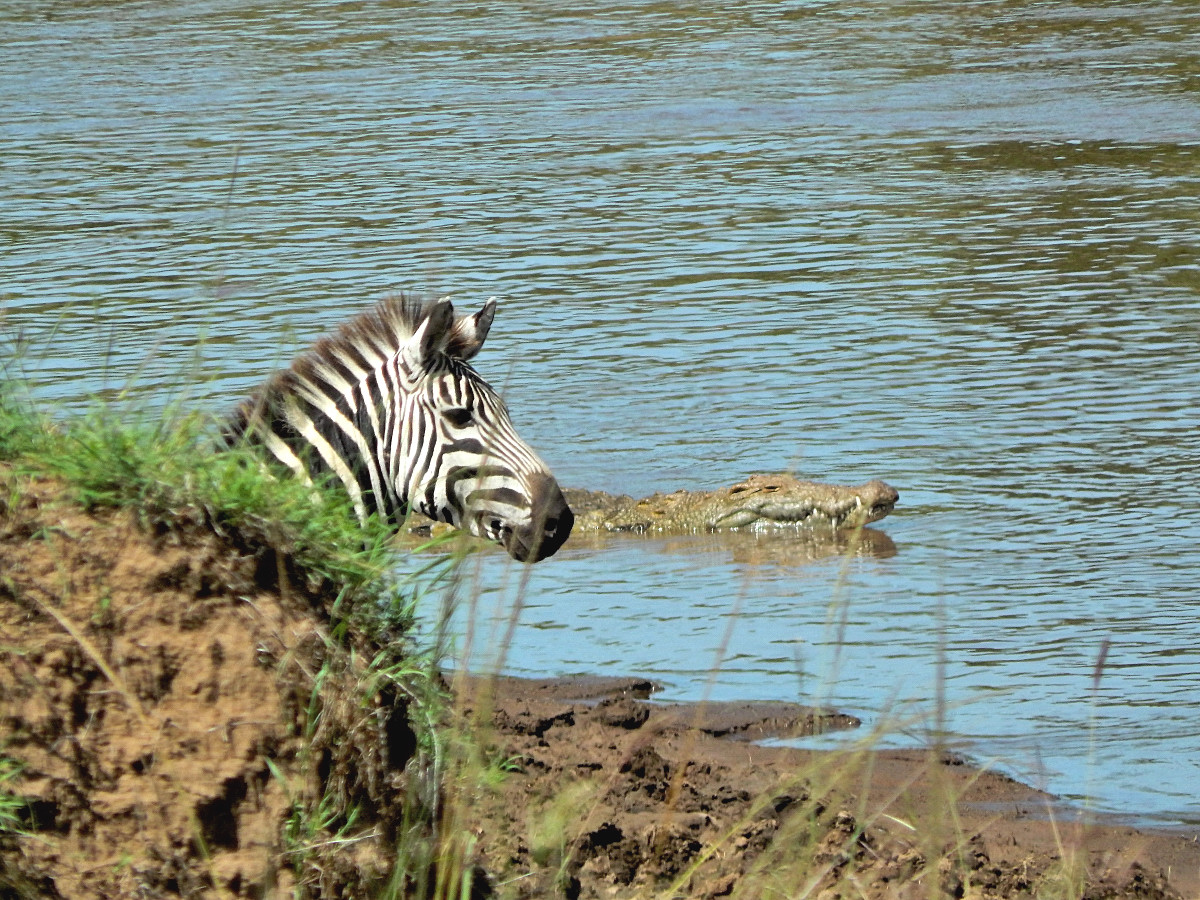 Beobachtung am Fluss