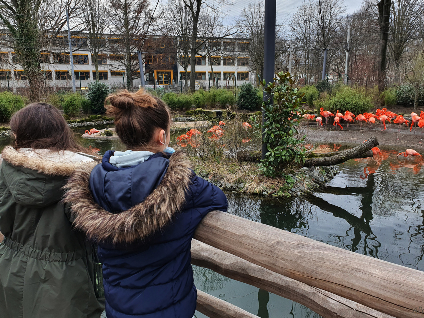 Beobachtung der Flamingos