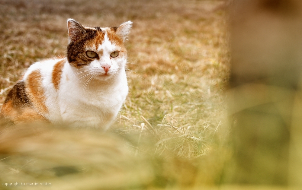 Beobachtung im Gras