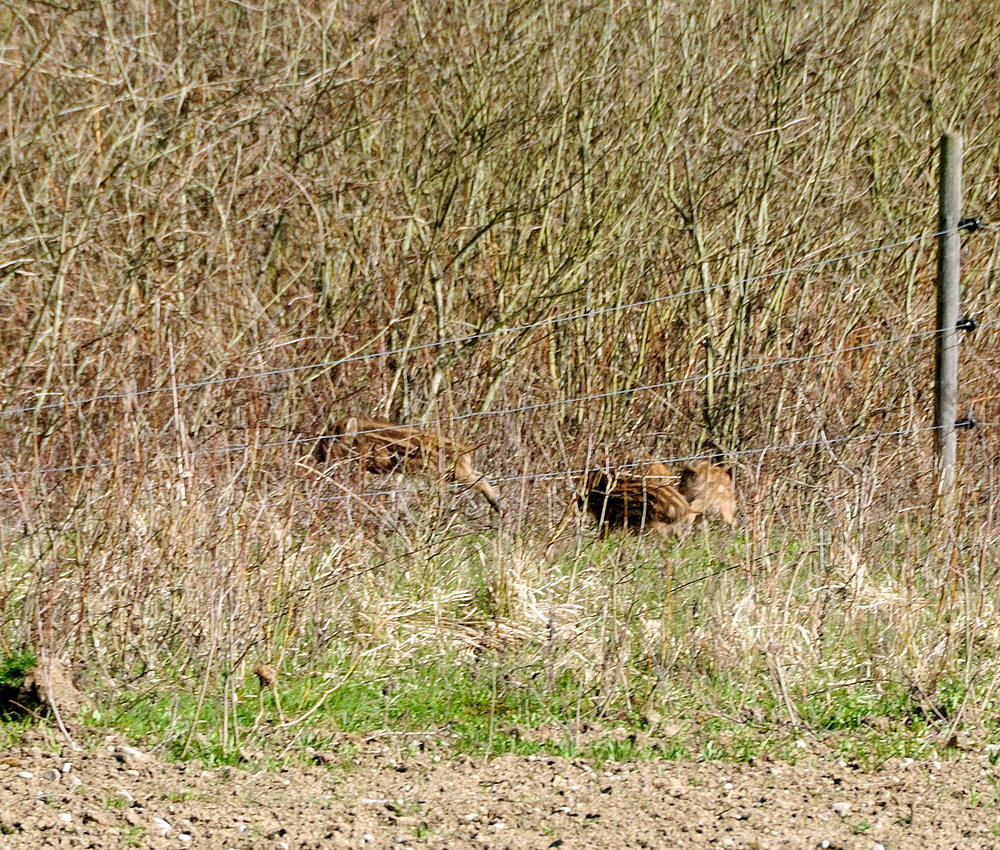 Beobachtung im "le Petite Camargue" Frischlinge Bild Nr.4