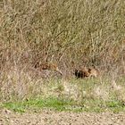 Beobachtung im "le Petite Camargue" Frischlinge Bild Nr.4