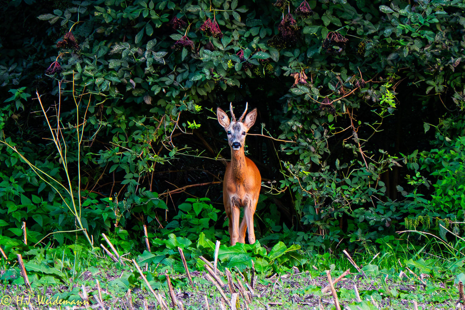 Beobachtung in der Abendsonne 