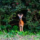 Beobachtung in der Abendsonne 