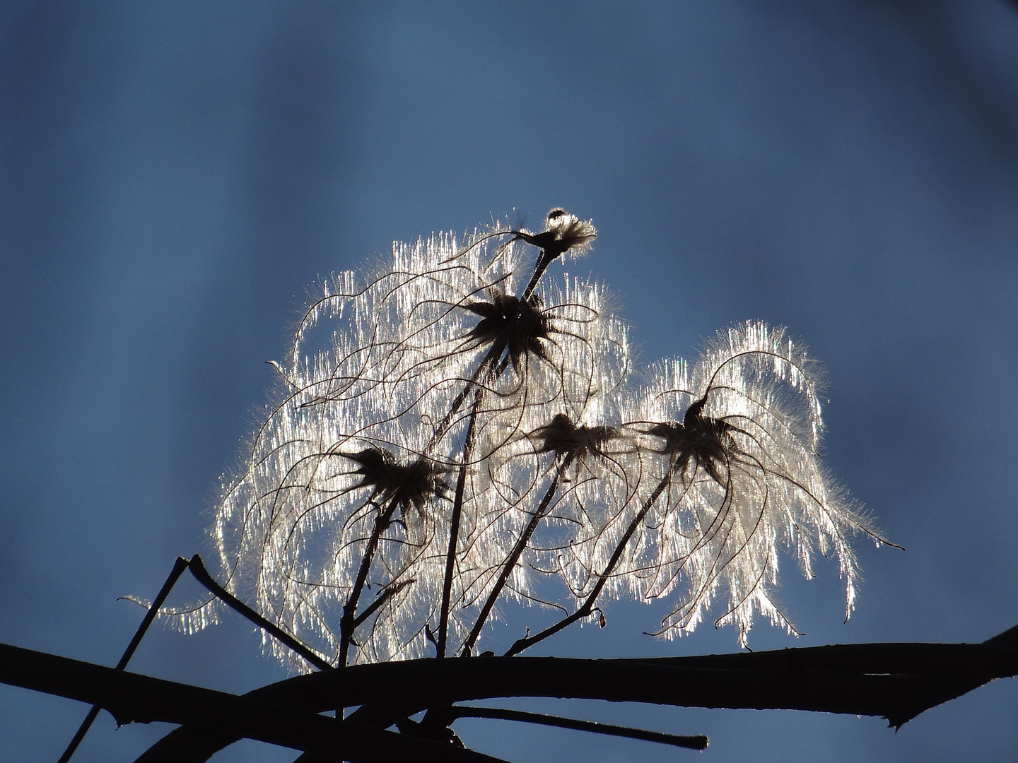 Beobachtungen beim Winterspaziergang