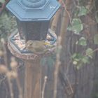 Beobachtungen im Garten