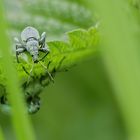 Beobachtungen im Grünen